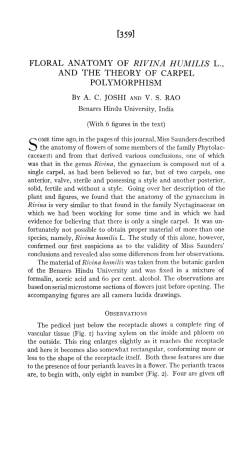floral anatomy of rivina humilis l., and the theory of carpel