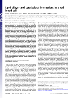 Lipid bilayer and cytoskeletal interactions in a red blood cell
