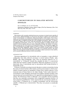 c-microtubules in isolated mitotic spindles