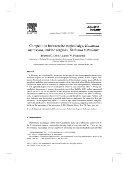 Competition between the tropical alga, Halimeda incrassata, and the