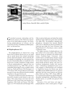 Polyplacophoran and Symmetrical Univalve Mollusks