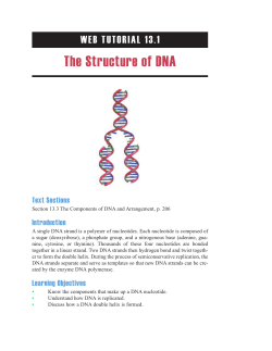 The Structure of DNA