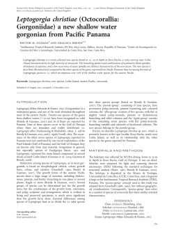 Leptogorgia christiae - Smithsonian Tropical Research Institute