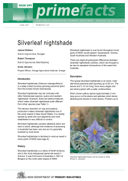 Silverleaf nightshade - Primefact 237