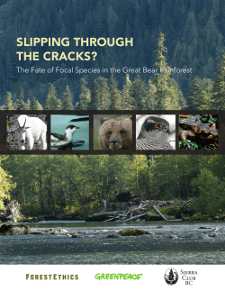 Slipping Through the Cracks? - Rainforest Solutions Project