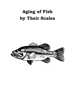 Aging of Fish by Their Scales - National Mississippi River Museum
