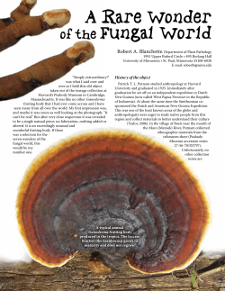 A Rare Wonder of the Fungal World