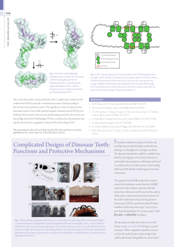 Complicated Designs of Dinosaur Teeth: Functions and