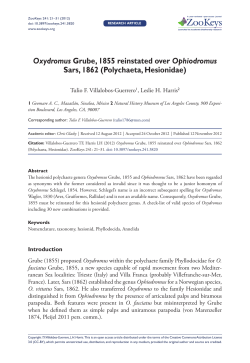 Oxydromus Grube, 1855 reinstated over Ophiodromus