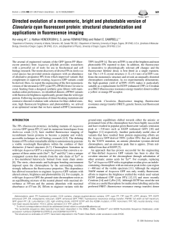 Directed evolution of a monomeric, bright and photostable version of