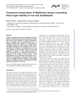 Functional conservation of MADS-box factors controlling floral organ
