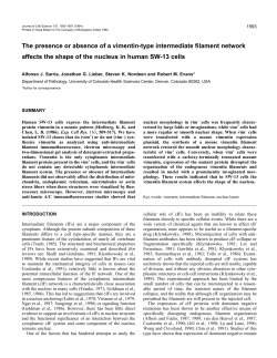 The presence or absence of a vimentin