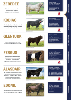 edonil alasdair - Genus Breeding