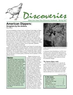 American Dippers: