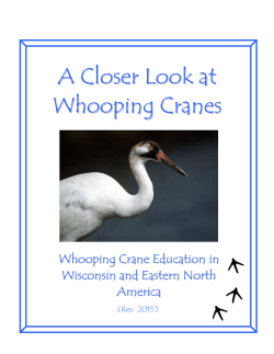 A Closer Look at Whooping Cranes