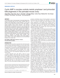 Cyclic AMP in oocytes controls meiotic prophase I