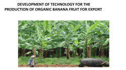 Banana Production