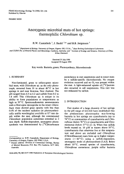 Anoxygenic microbial mats of hot springs: thermophilic Chlorobium sp