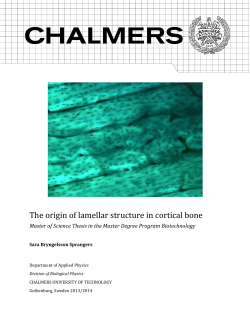 The origin of lamellar structure in cortical bone