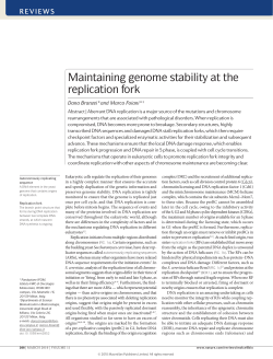 Maintaining genome stability at the replication fork