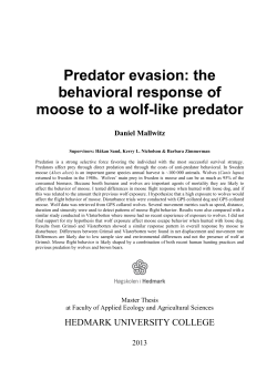 Predator evasion: the behavioral response of moose to a wolf