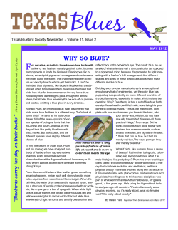 Issue 2 - Texas Bluebird Society