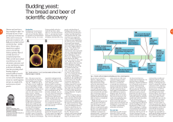 Budding yeast - Oslo University Hospital