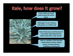 Although it is not a lettuce, kale grows in a similar way. It just needs