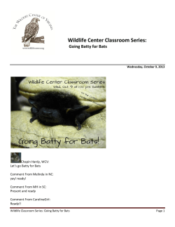 Going Batty for Bats! - The Wildlife Center of Virginia