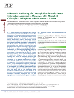 Differential Positioning of C4 Mesophyll and Bundle Sheath