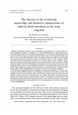 The function of the ectodermal apical ridge and