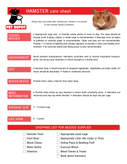 HAMSTER care sheet