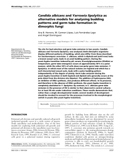 Candida albicans and Yarrowia lipolytica as