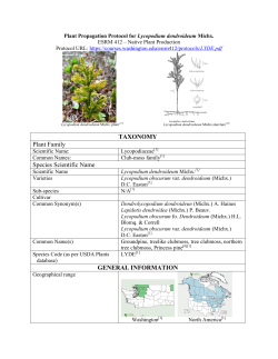 Lycopodium dendroideum