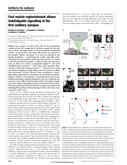 Fast vesicle replenishment allows indefatigable signalling at the first