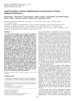 Lipid Remodeling of Murine Epididymosomes and Spermatozoa