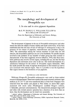The morphology and development of Drosophila eye