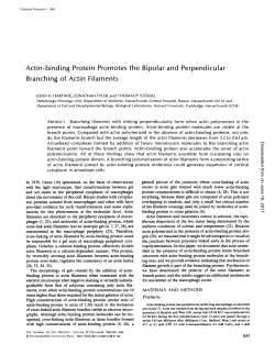Actin-binding Protein Promotes the Bipolar and Perpendicular