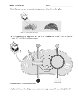 Chapter 10 Study Guide