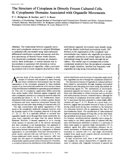 The Structure of Cytoplasm in Directly Frozen Cultured Cells. II