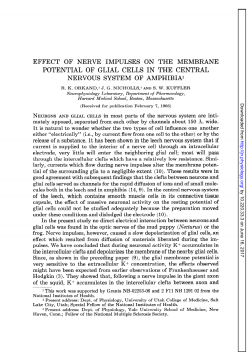 EFFECT OF NERVE IMPULSES ON THE MEMBRANE POTENTIAL