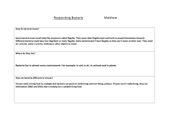 Bacteria note taking sheet