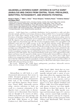 salmonella enterica subsp. enterica in cattle egret