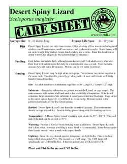 Sceloporus magister CARE SHEET