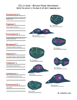 mitosis-phases