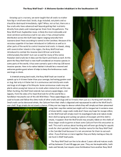 The Rosy Wolf Snail