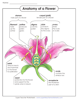 Anatomy of a Flower - superteacherworksheets.com