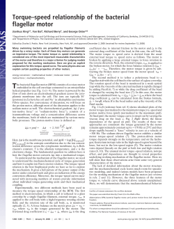 Torque–speed relationship of the bacterial flagellar
