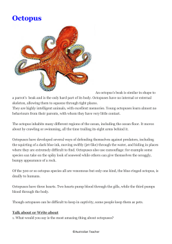 Octopus - Australian Teacher