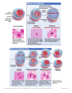 Mitosis and cytokinesis